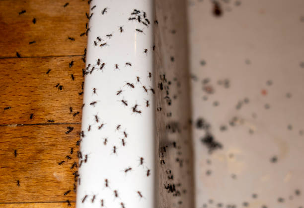 Best Cockroach Control Services  in Cavalero, WA